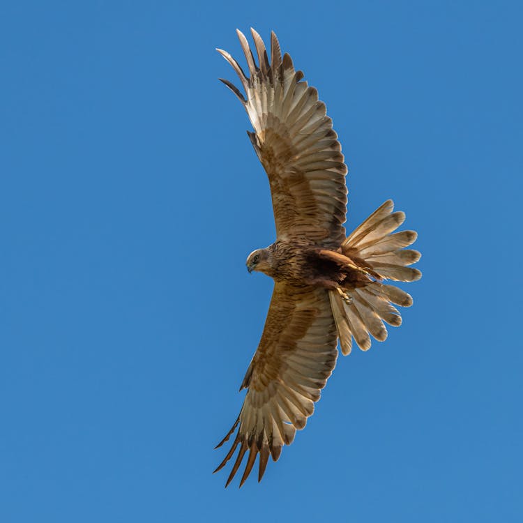 Low Angle View Of Harrier Flying