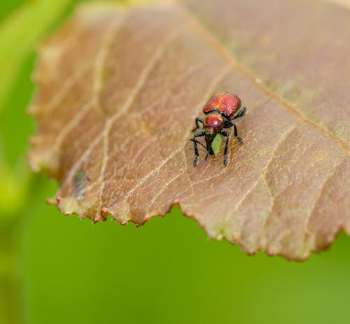 Close Up of Weevil on Brown Leaf