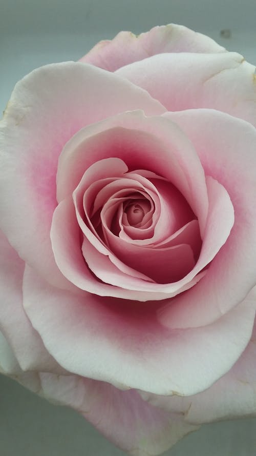 Free Pink Rose in Close Up Photography Stock Photo