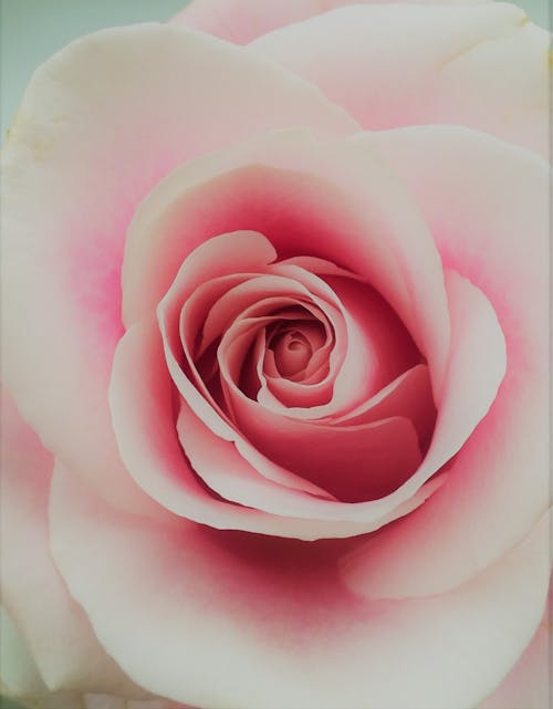 Free Close-Up Shot of a Pink Rose  Stock Photo