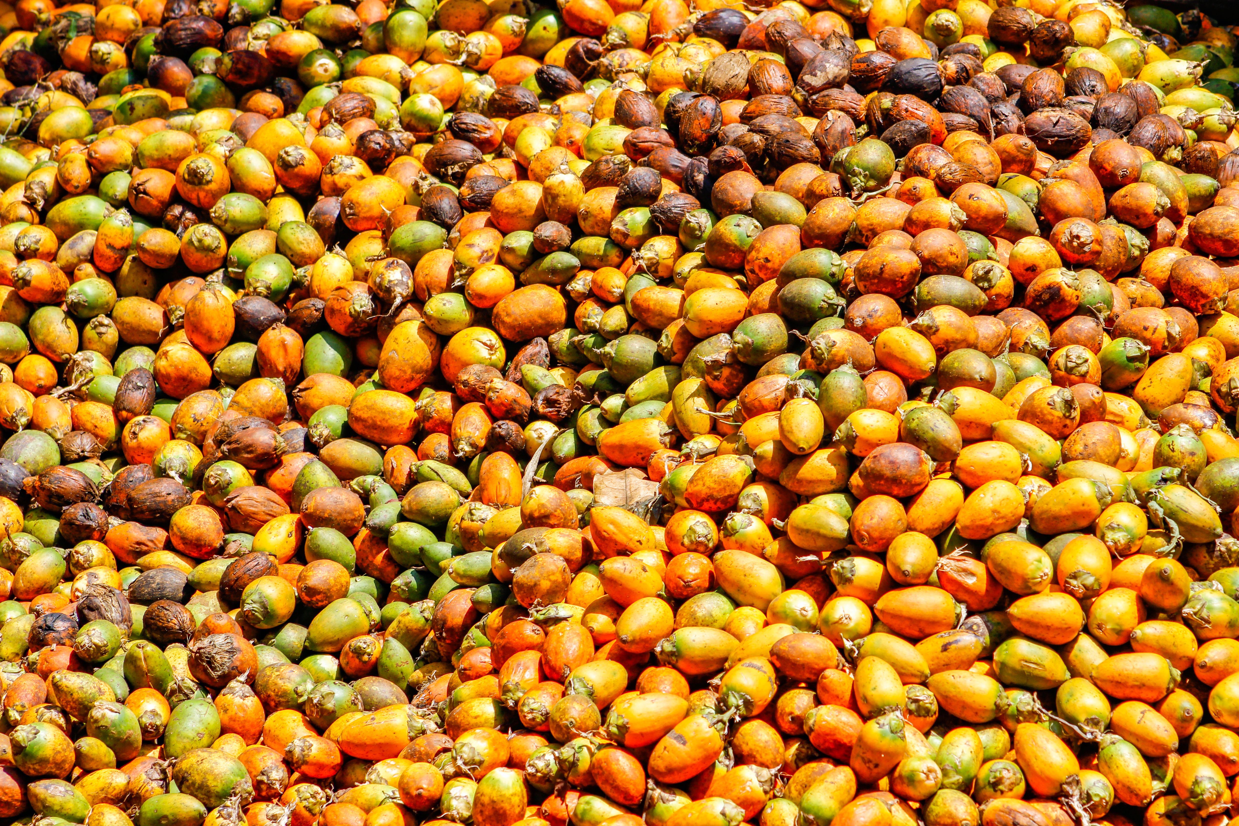 Kostenloses Stock Foto zu areca, asiatisch, asien