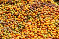 Orange and Yellow Round Fruits