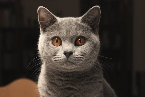 Δωρεάν στοκ φωτογραφιών με british shorthair, αιλουροειδές, Γάτα Φωτογραφία από στοκ φωτογραφιών