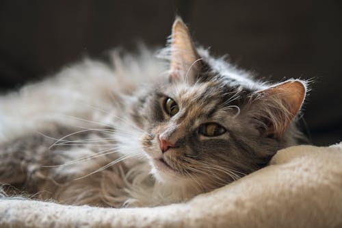 Free Gray and Black Cat Lying on White Textile Stock Photo