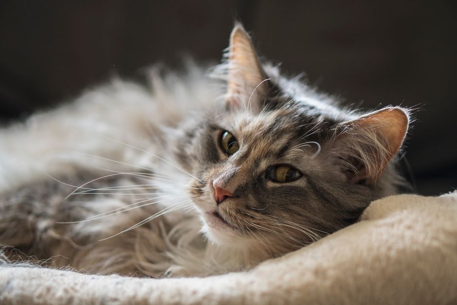 animal removal near me Marina del Rey animal removal Marina del Rey