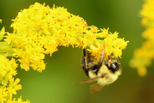 Close Up Photo of Bee on Yellow Flowers