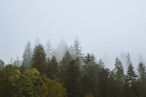 Green Trees Under White Sky