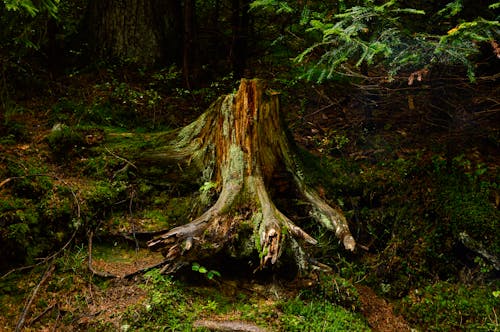 ağaç kabuğu, çim, doğa içeren Ücretsiz stok fotoğraf