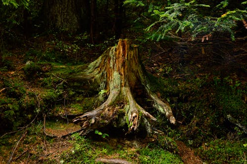 Brown Tree Trunk on the Ground