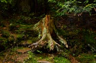 Brown Tree Trunk on the Ground