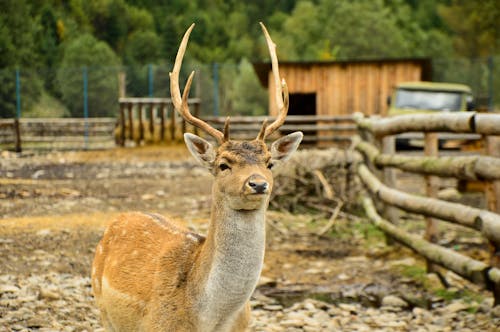 A Close-Up Shot of a Deer