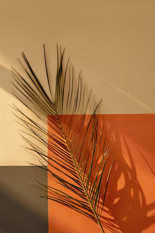 Free An Illustration with a Palm Leaf Stock Photo