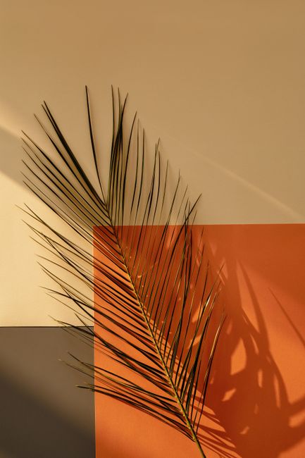 Palm leaf casting shadows on colorful geometric background, creating an abstract visual.