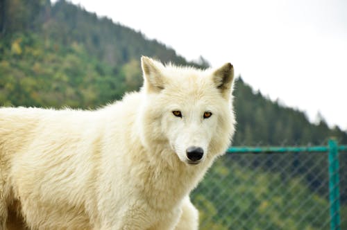 White Wolf Standing on Green Grass Field