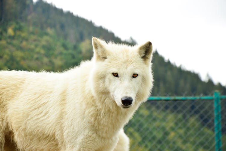 White Wolf Standing On Green Grass Field