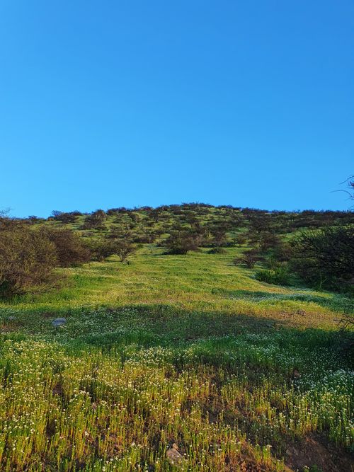 Free Idyllic Chilean meadow with lush green grass and wildflowers under a clear blue sky. Stock Photo