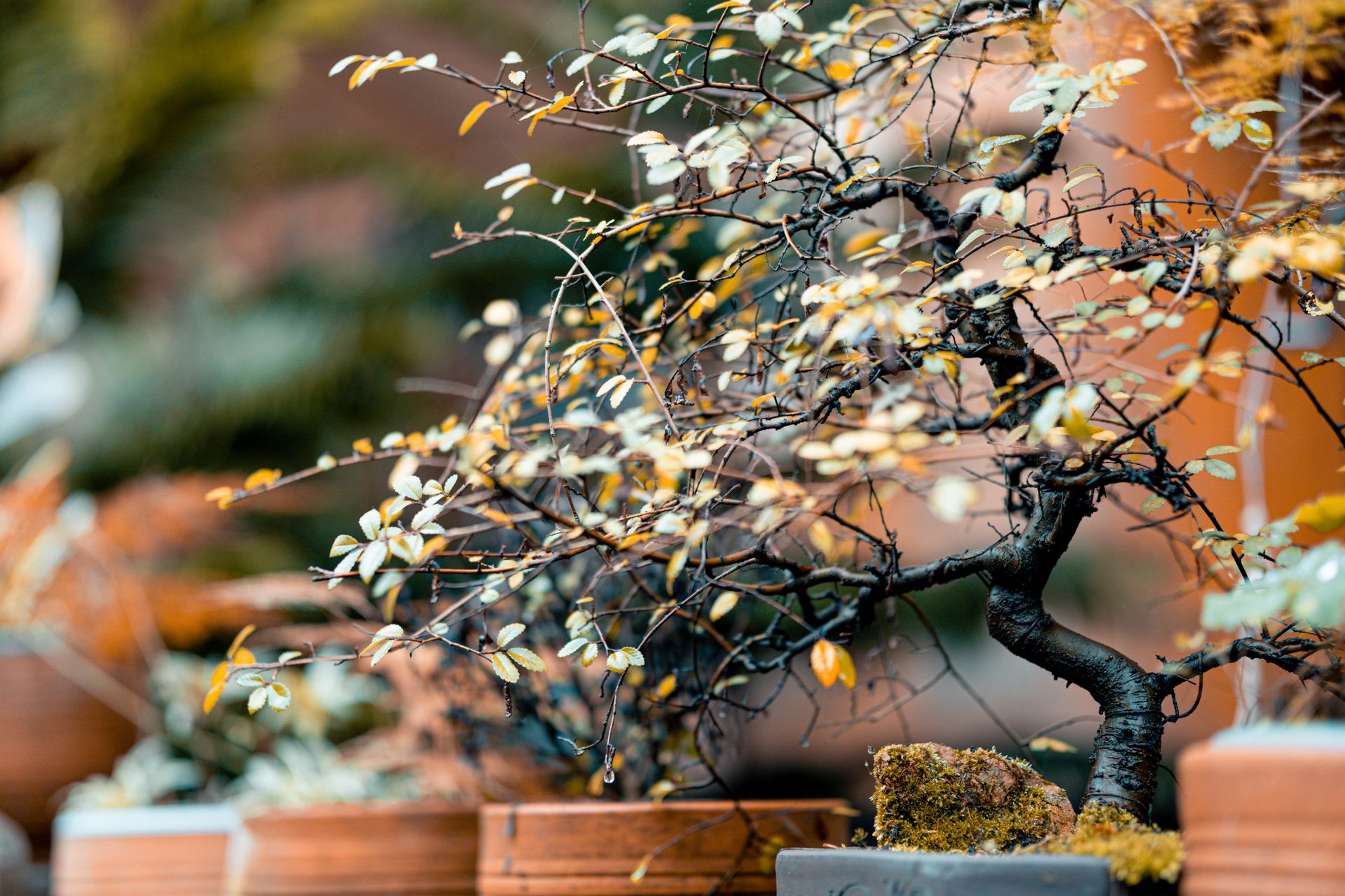 Close-up of a Potted Bonsai Tree in Autumn