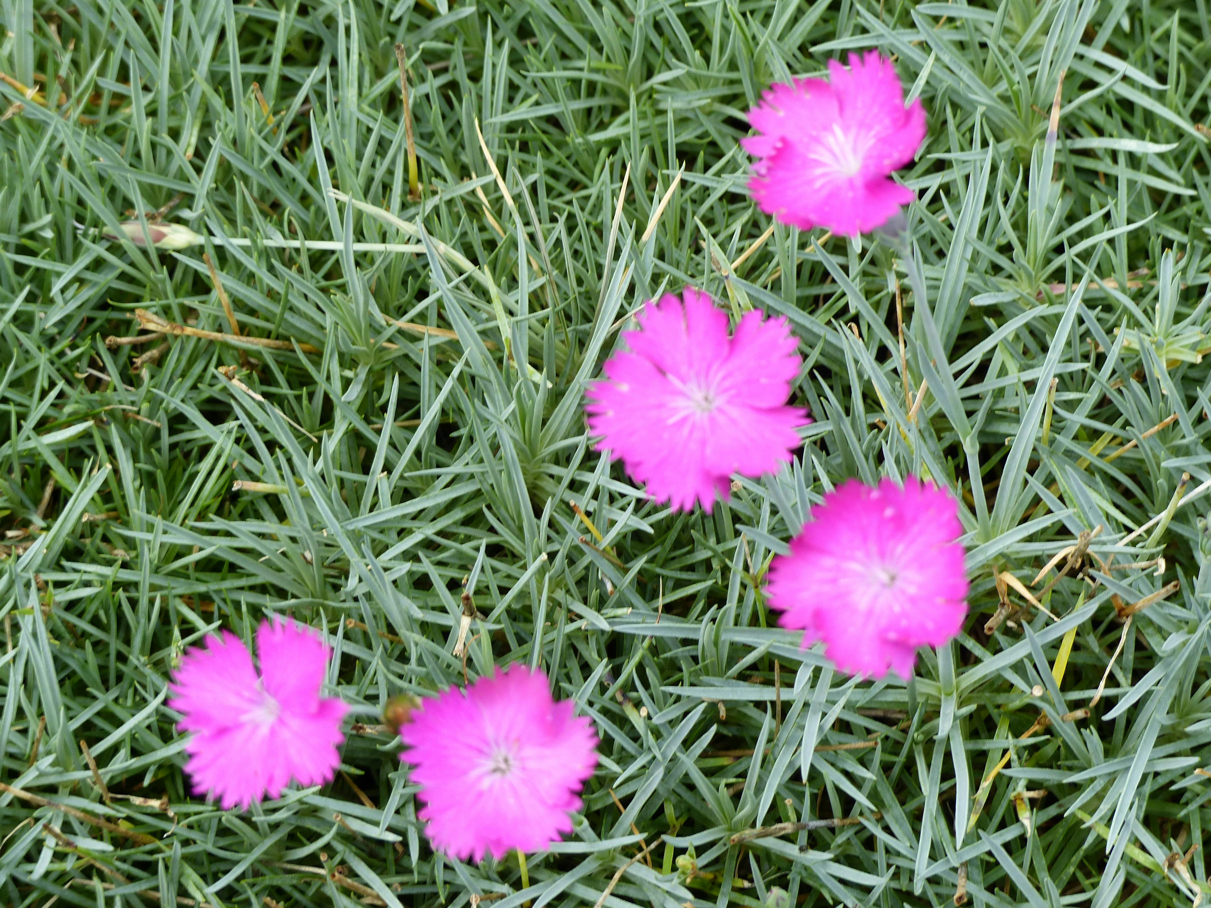 Kostenloses Foto zum Thema garten, grünes gras, hohes gras