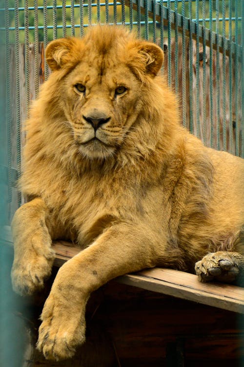 Close-Up Shot of a Lion