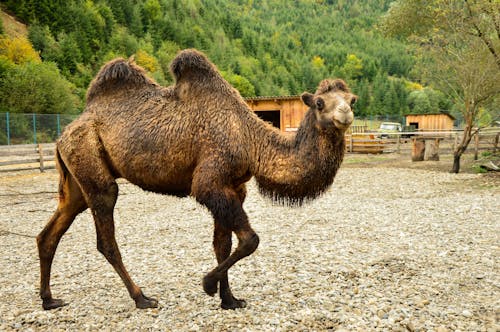 Gratis Fotos de stock gratuitas de animal, camello, de cerca Foto de stock
