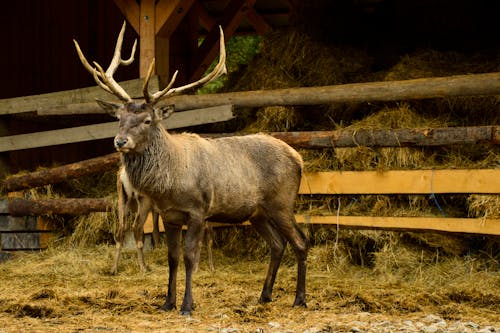 bezplatná Základová fotografie zdarma na téma divočina, dvouhrbý jelen, fotografování zvířat Základová fotografie