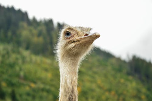 Close Up Photo of an Ostrich
