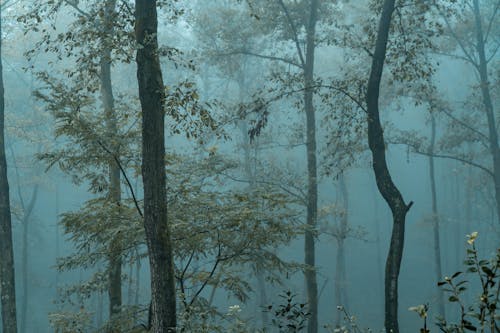 Kostnadsfri bild av dimmig, skog, träd