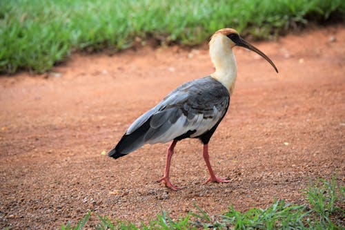 A Buff Necked Ibis Walking on the Ground