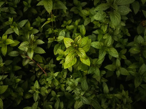Ücretsiz bitki, kapatmak, yapraklar içeren Ücretsiz stok fotoğraf Stok Fotoğraflar