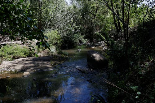 Foto d'estoc gratuïta de bosc, corrent, natura