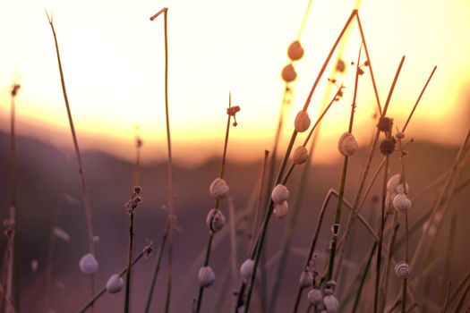 Snails on grass stalks against a vibrant Málaga sunset, capturing nature's tranquility.