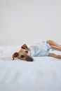 Adorable little whippet puppy in clothes looking at camera while lying on bed with white sheet in light room inside
