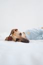 Whippet Lying Down on Bed