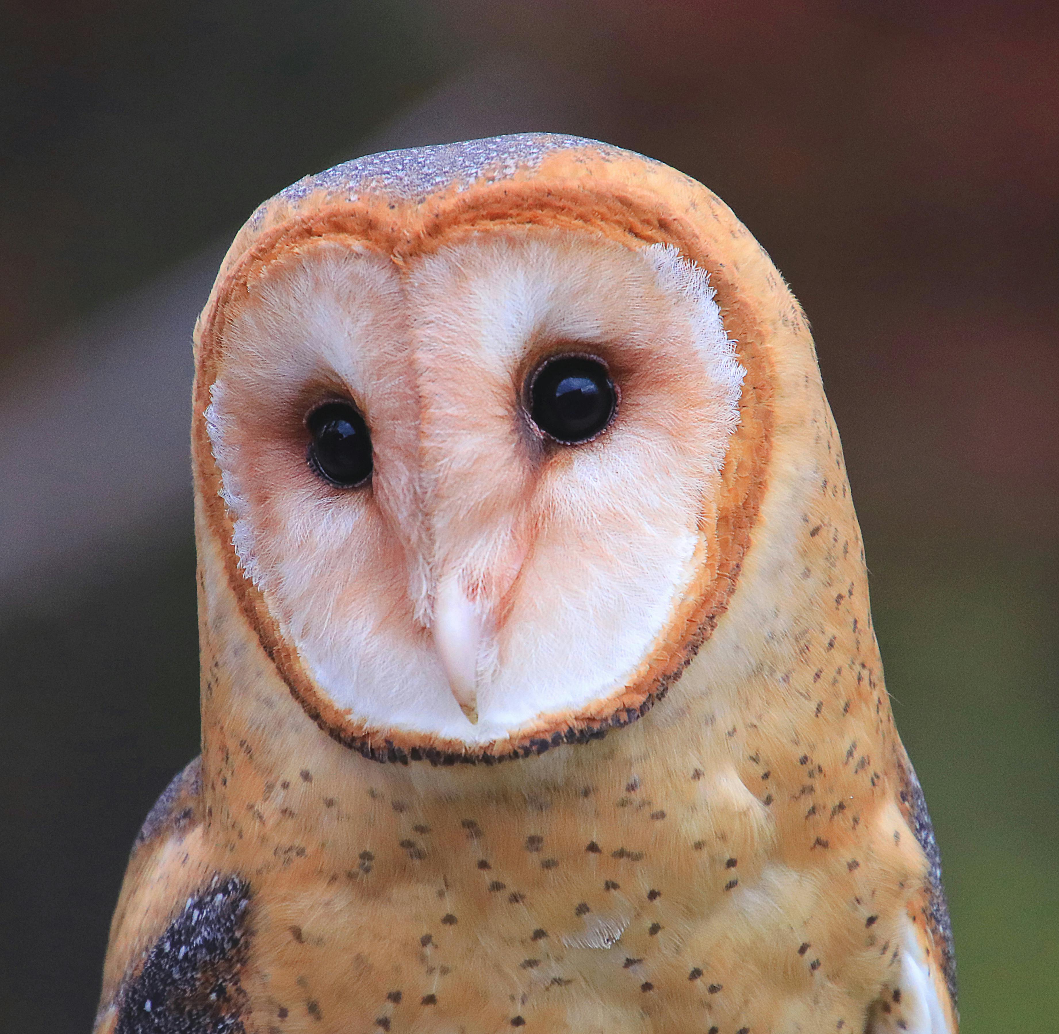 Closeup Photo of Owl with One Eye Open · Free Stock Photo