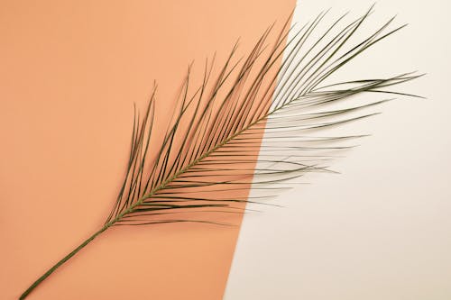 Foto profissional grátis de flatlay, folha de palmeira, laranja