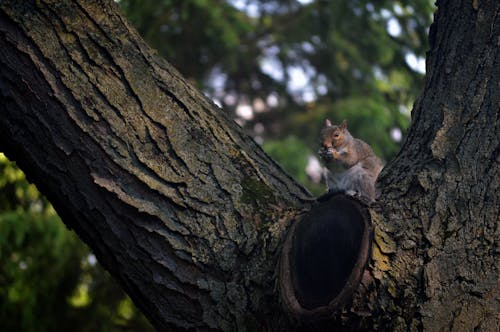 Free stock photo of animal, nature, squirrel