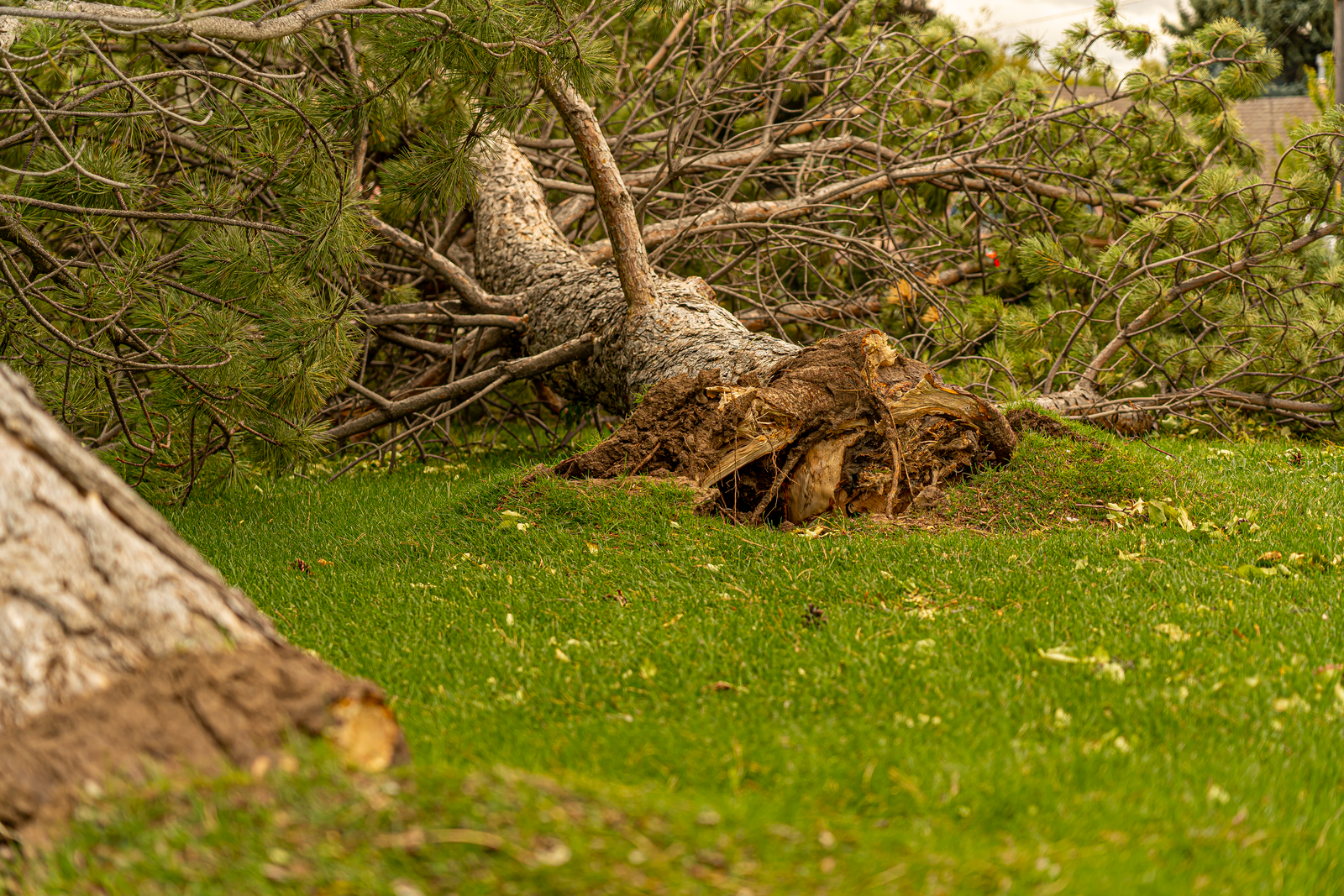 Emergency Tree Removal in Mitchell, SD Large tree uprooted after a storm