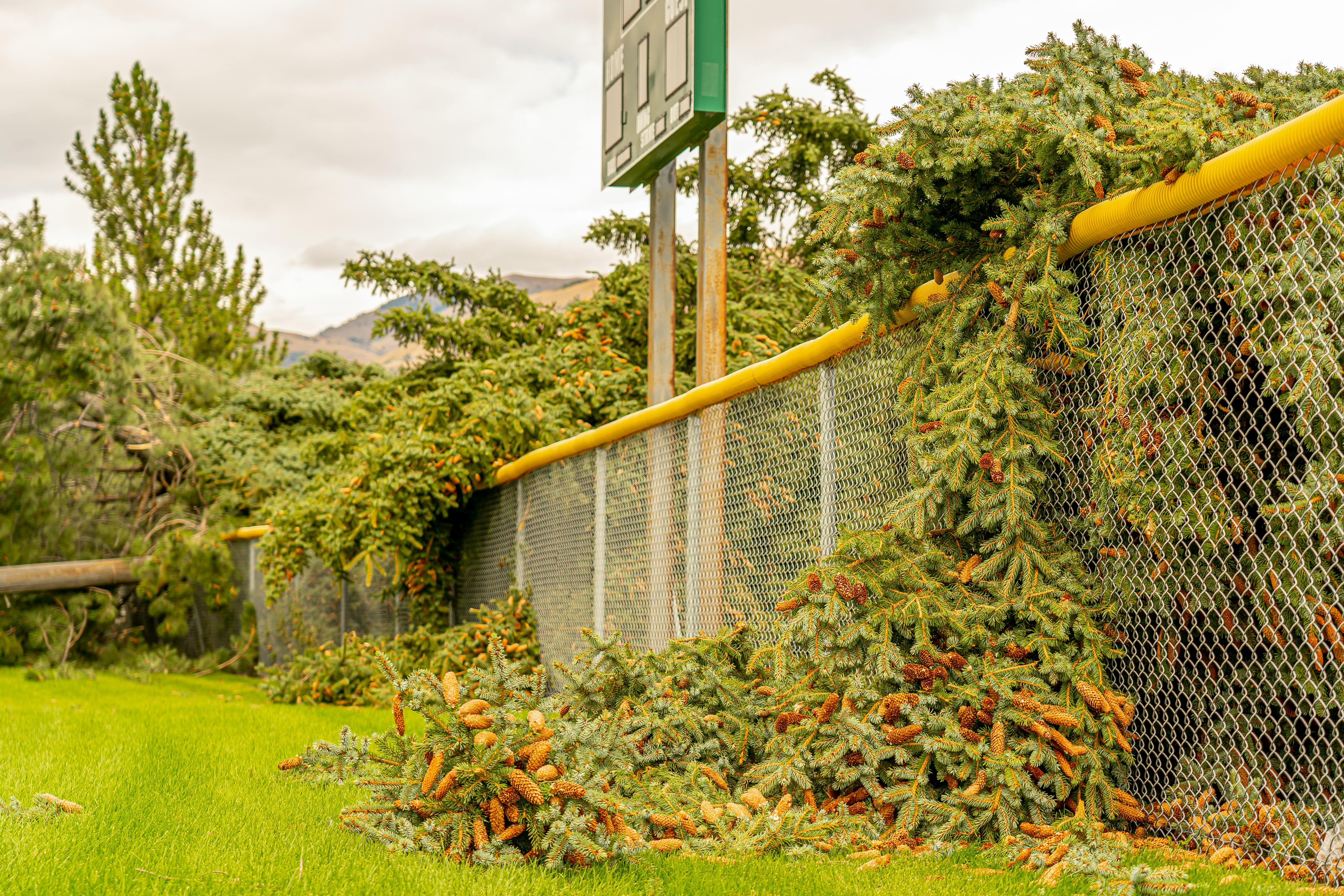 Fallen coniferous tree branches cover a chain-link fence after a storm