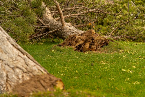 Foto profissional grátis de árvore, árvore caída, calamidade