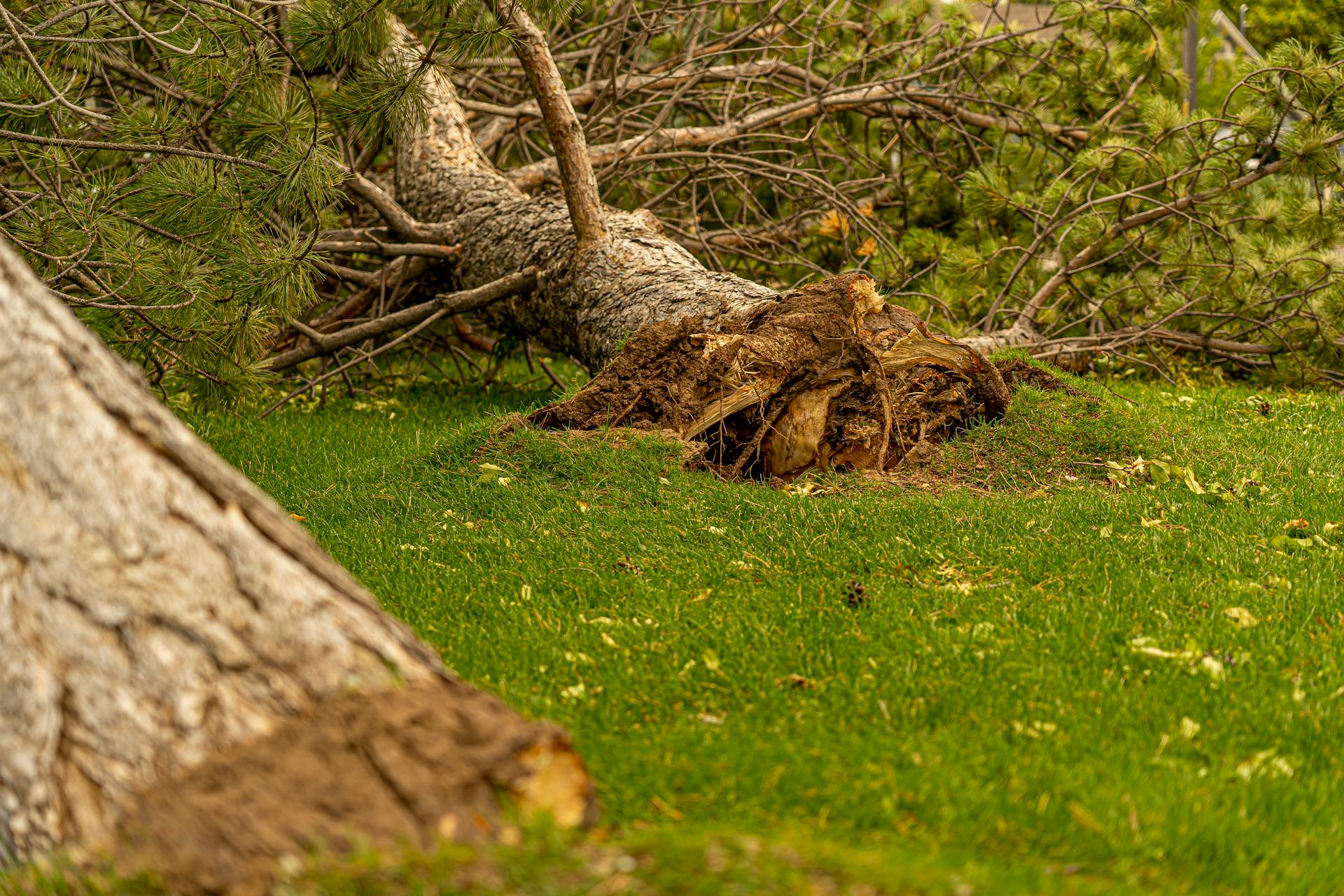 A fallen pine tree with exposed roots on vibrant green grass, showcasing a natural calamity.