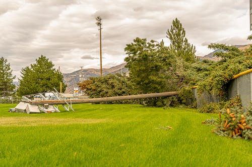 Free Trees and Electric Post Fallen on a Field Stock Photo
