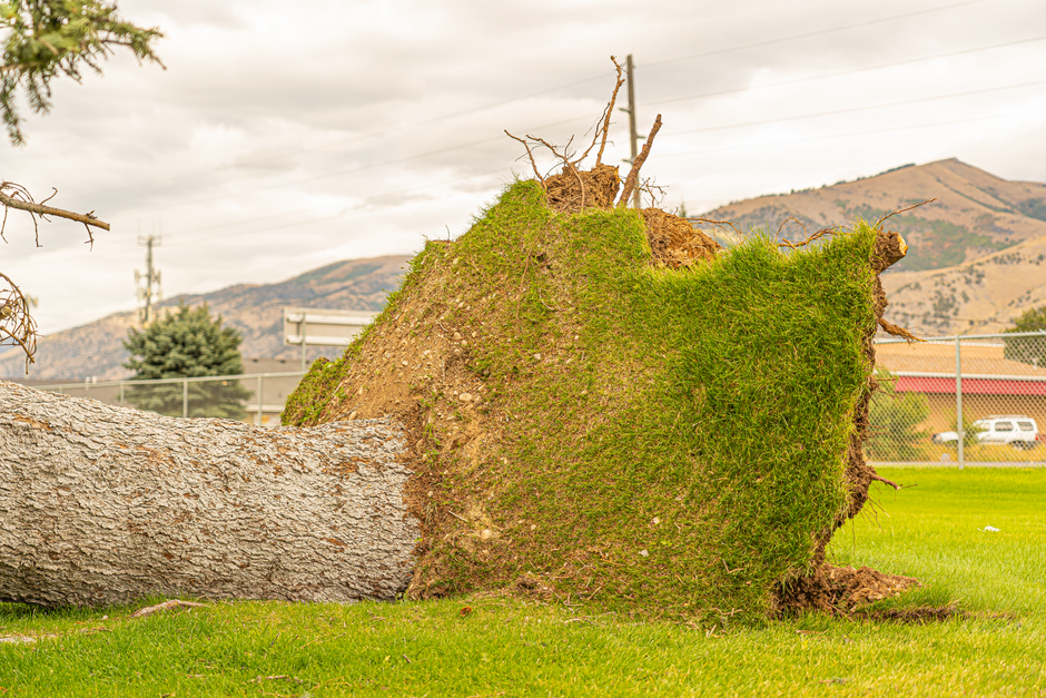 Storm-damaged trees with broken branches requiring emergency cleanup and trimming