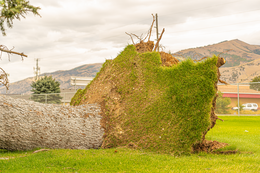 A fallen tree with exposed roots in a lush green field under cloudy skies in Hyrum, Utah.
