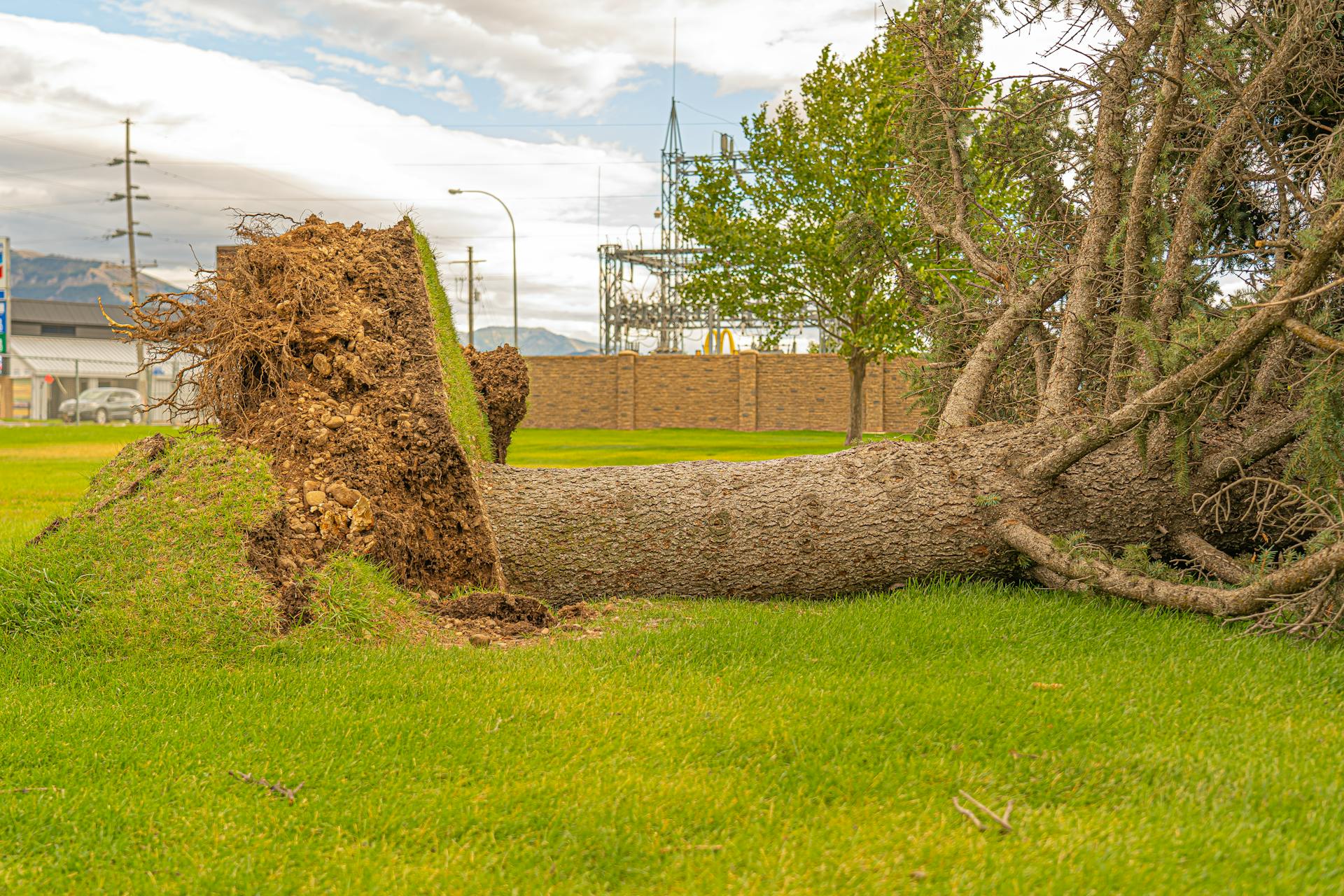 A fallen tree with exposed roots in a grassy field in Hyrum, Utah. Overcast weather.