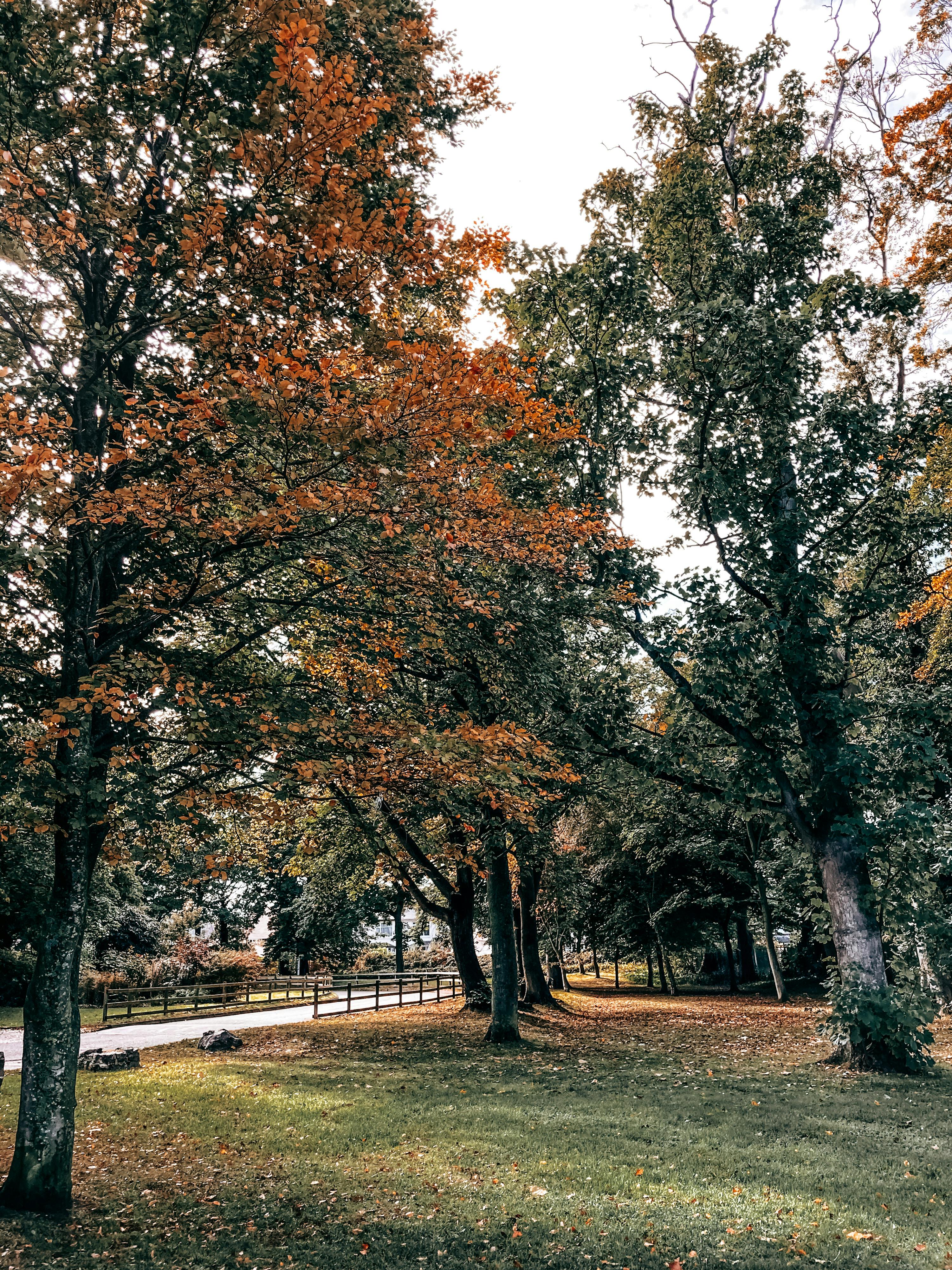 Path surrounded with different aged plants and glades with green grass in autumn park on nasty day