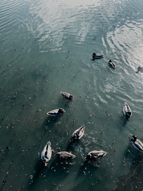 Ducks swimming in rippling clean water