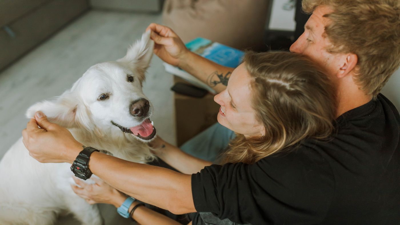 Allergen Reduction at Home: What Actually Helps With a Dog
