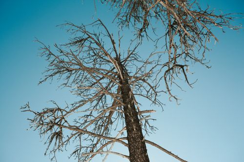 Free From below of leafless tree branches with dry twigs growing against blue sky in countryside in daylight in nature outside Stock Photo