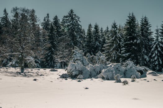 A picturesque winter landscape of snow-covered forest trees in Germany, creating a serene and tranquil scene.