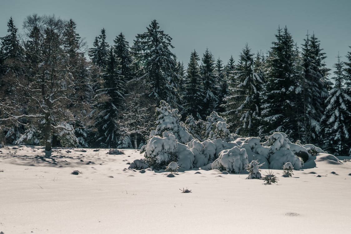 Evergreen Trees Covered with Snow